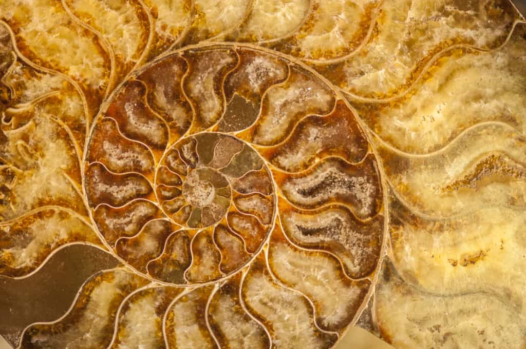 nautilus-shell-fossil-P4ZUHFL-1024x681